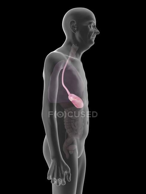 Illustration of senior man silhouette with visible stomach. — Stock Photo