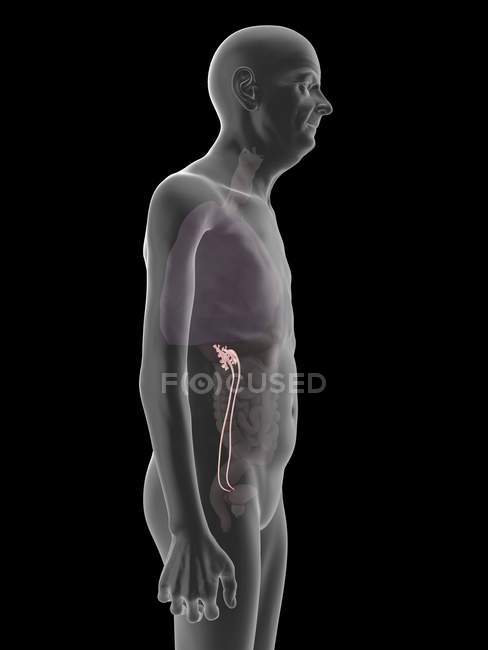 Ilustração de silhueta de homem sênior com ureter visível . — Fotografia de Stock