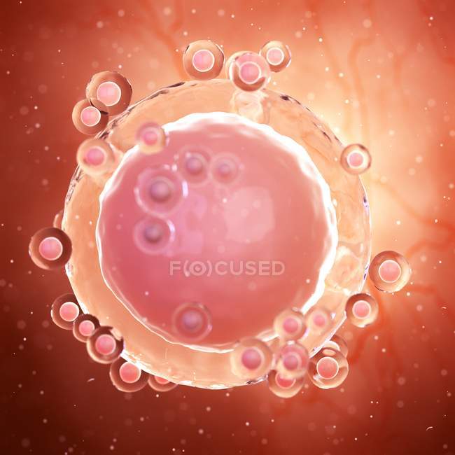 Illustration der unbefruchteten menschlichen Eizelle. — Stockfoto