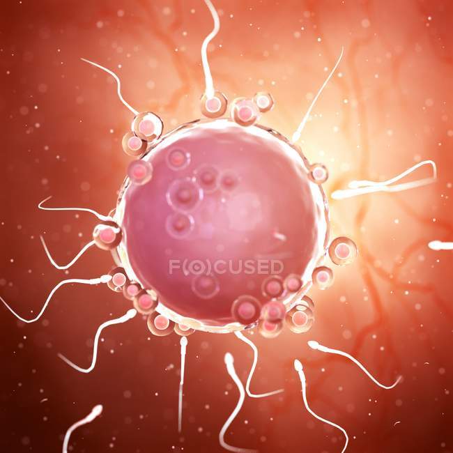 Illustration of sperm around human egg cell. — Stock Photo