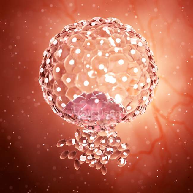 Magnified digital illustration of implanted blastocyst cell. — Stock Photo