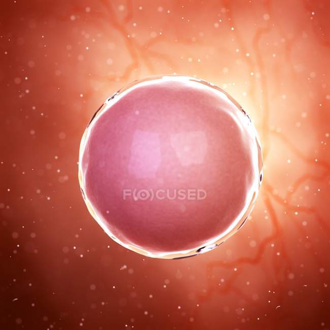 Illustration der befruchteten menschlichen Eizelle. — Stockfoto