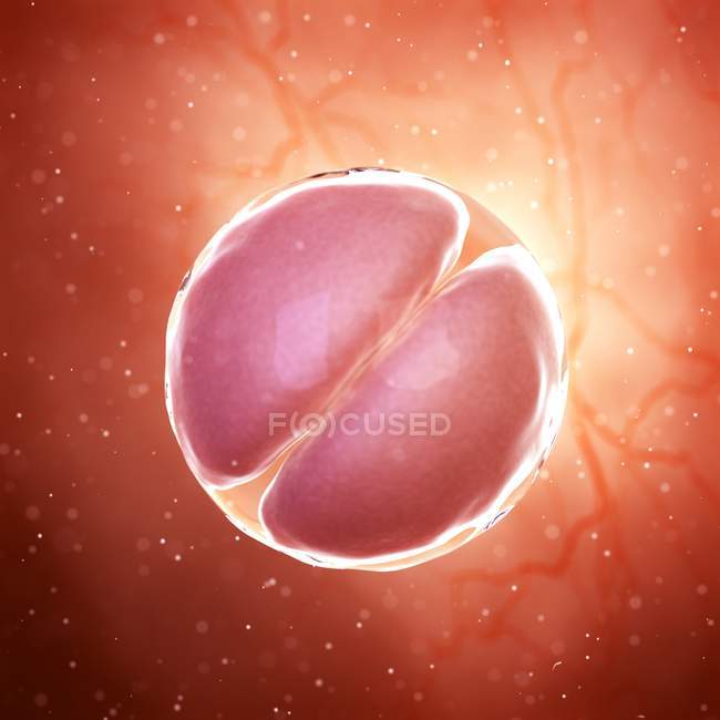 Illustrazione digitale ingrandita dell'embrione a 2 stadi cellulari . — Foto stock