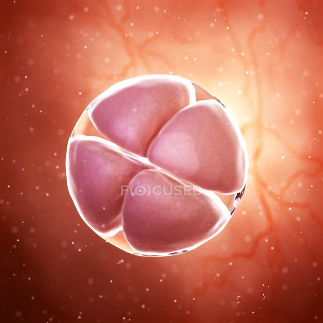 Magnified digital illustration of 4 cell stage embryo. — Stock Photo