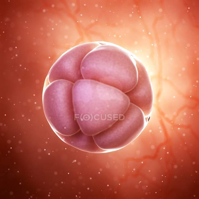 Illustration numérique agrandie de l'embryon à 8 stades cellulaires
. — Photo de stock