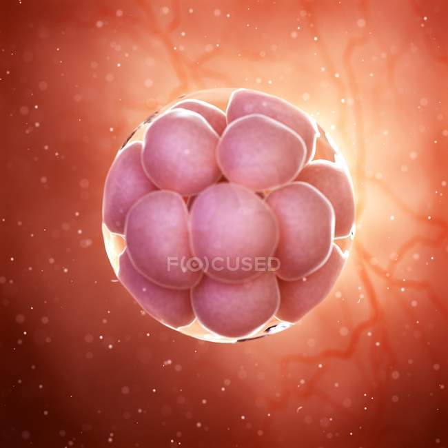 Vergrößerte digitale Darstellung des Embryos im Zellstadium. — Stockfoto