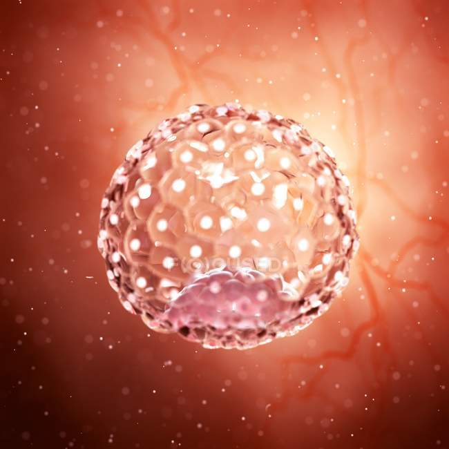 Ilustración digital magnificada de la célula blastocista
. - foto de stock