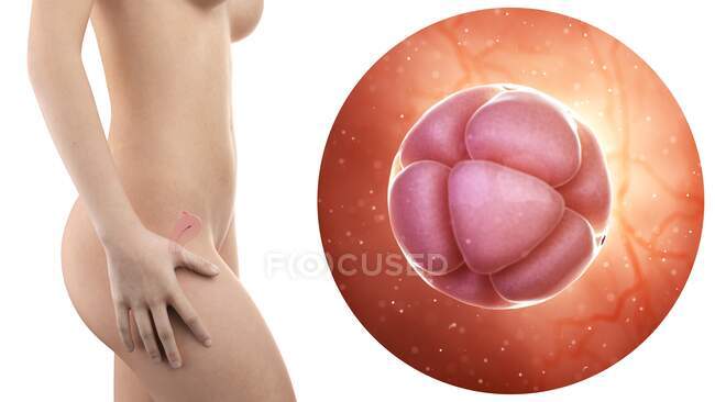 Illustration der Silhouette einer schwangeren Frau mit sichtbarem Uterus und Embryo im 8-Zellstadium. — Stockfoto