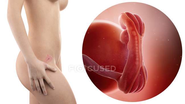 Иллюстрация силуэта беременной женщины и 5-недельного плода . — стоковое фото