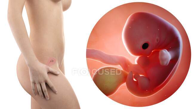 Иллюстрация силуэта беременной женщины и 7-недельного плода . — стоковое фото