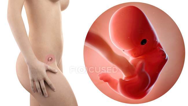 Ilustración de la silueta de la mujer embarazada y del feto de 8 semanas . - foto de stock