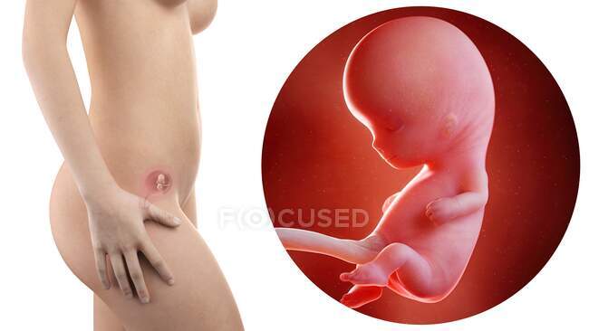 Illustration of silhouette of pregnant woman and 10 week foetus. — Stock Photo