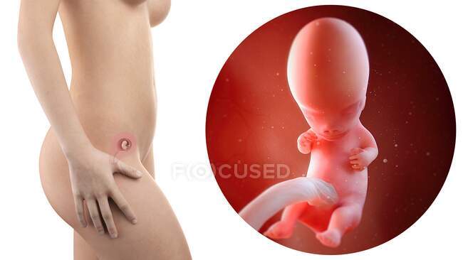 Illustration of silhouette of pregnant woman and 9 week foetus. — Stock Photo
