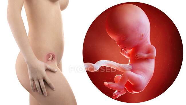 Ilustración de la silueta de la mujer embarazada y del feto de 11 semanas
. - foto de stock