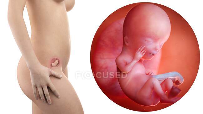 Иллюстрация силуэта беременной женщины и 12-недельного плода . — стоковое фото
