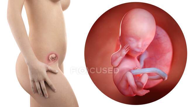 Illustration der Silhouette der schwangeren Frau und des 13 Wochen alten Fötus. — Stockfoto