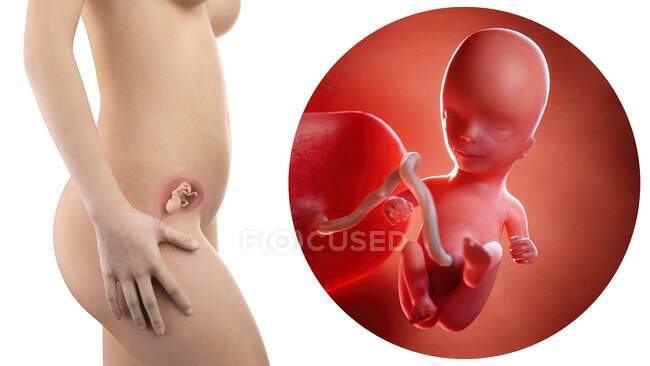 Ilustración de la silueta de la mujer embarazada y del feto de 14 semanas . - foto de stock