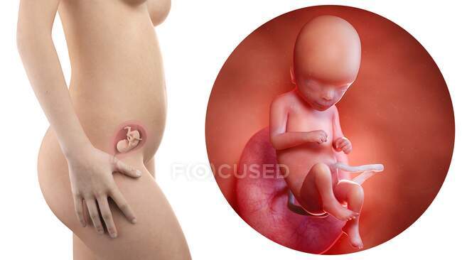 Ilustración de la silueta de la mujer embarazada y del feto de 16 semanas . - foto de stock