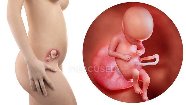 Illustration of silhouette of pregnant woman and 17 week foetus. — Stock Photo