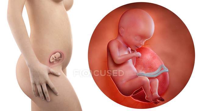 Illustrazione della silhouette della donna incinta e del feto di 18 settimane
. — Foto stock