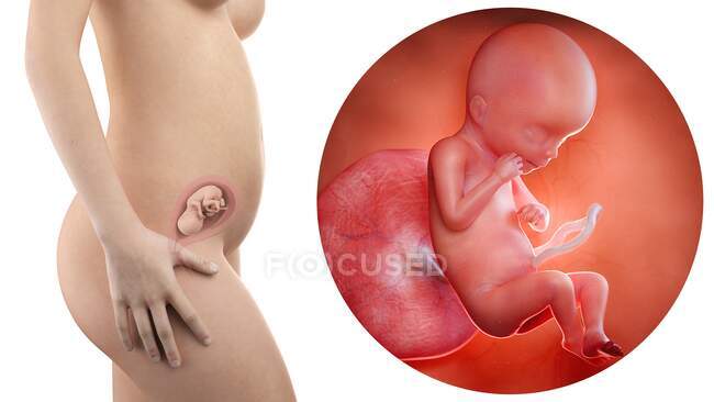 Ilustración de la silueta de la mujer embarazada y del feto de 19 semanas . - foto de stock