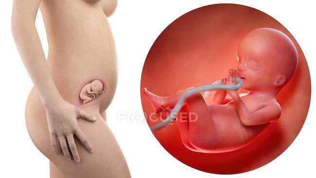 Ilustración de la silueta de la mujer embarazada y del feto de 20 semanas . - foto de stock