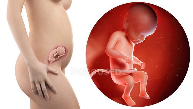 Illustration der Silhouette einer schwangeren Frau und des 22 Wochen alten Fötus. — Stockfoto