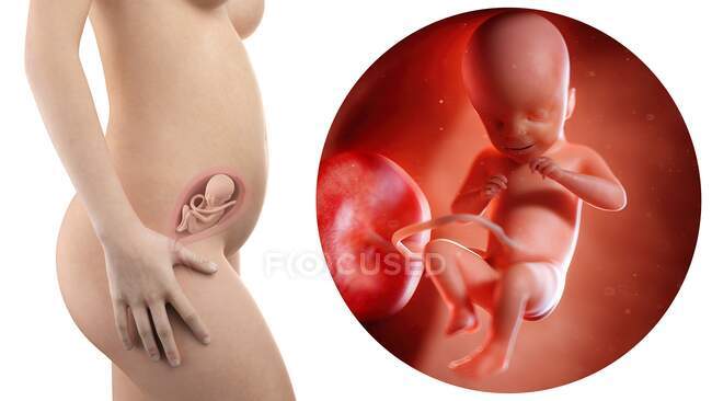 Ilustración de la silueta de la mujer embarazada y del feto de 21 semanas . - foto de stock