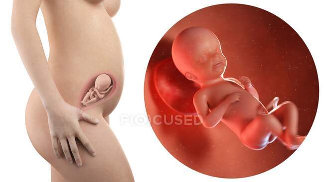 Illustration der Silhouette der schwangeren Frau und des 23 Wochen alten Fötus. — Stockfoto