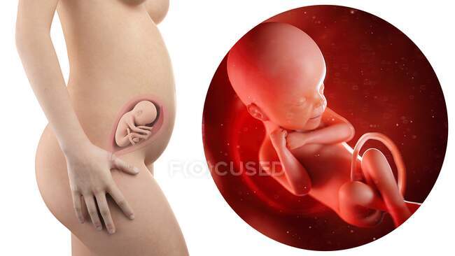 Ilustración de la silueta de la mujer embarazada y del feto de 24 semanas . - foto de stock