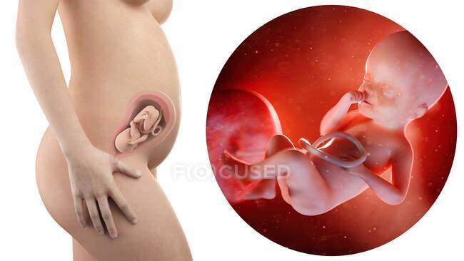 Illustration der Silhouette einer schwangeren Frau und eines 25 Wochen alten Fötus. — Stockfoto