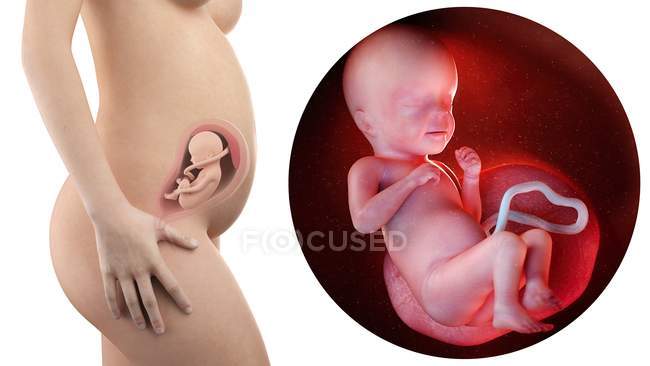 Illustration der Silhouette einer schwangeren Frau und des 26 Wochen alten Fötus. — Stockfoto