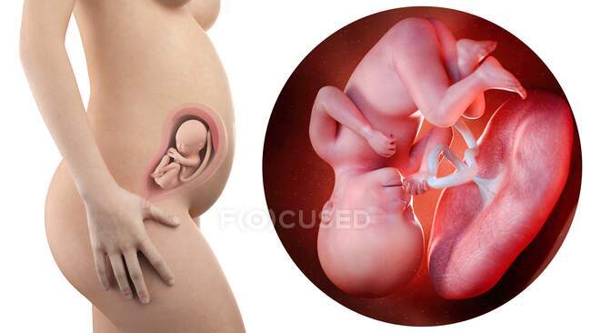 Ilustración de la silueta de la mujer embarazada y del feto de 27 semanas . - foto de stock