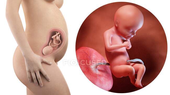 Ilustración de la silueta de la mujer embarazada y del feto de 28 semanas . - foto de stock