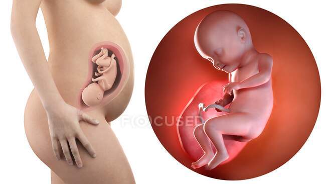 Illustrazione della silhouette della donna incinta e del feto a 31 settimane . — Foto stock