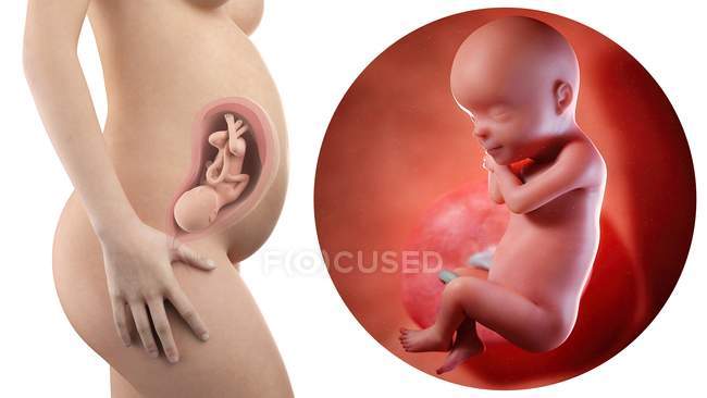 Ілюстрація силуету вагітної жінки і 30 тижнів плоду . — стокове фото