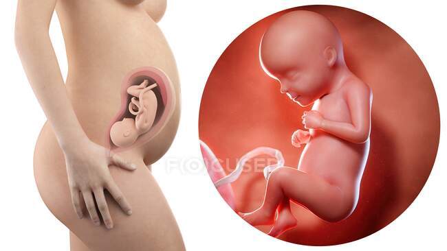Illustration of silhouette of pregnant woman and 29 week foetus. — Stock Photo