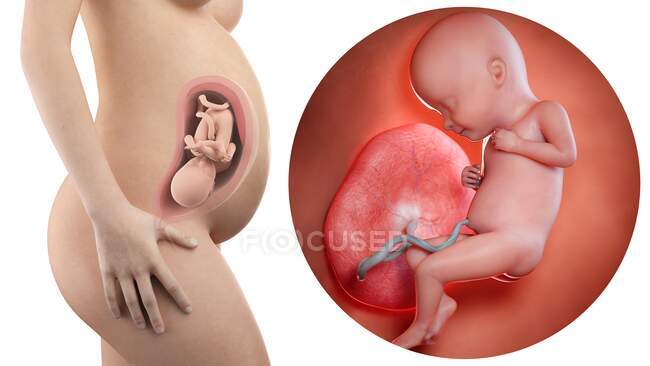 Иллюстрация силуэта беременной женщины и плода 32 недели
. — стоковое фото