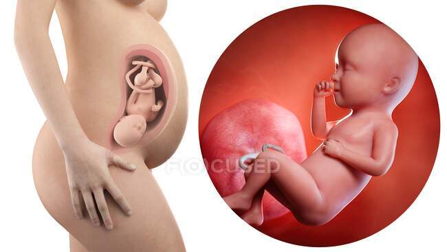 Ilustración de la silueta de la mujer embarazada y del feto de 34 semanas . - foto de stock