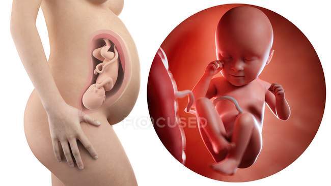Ilustración de la silueta de la mujer embarazada y del feto de 35 semanas . - foto de stock
