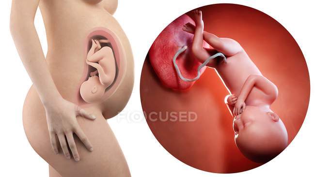 Illustrazione della silhouette della donna incinta e del feto di 36 settimane . — Foto stock