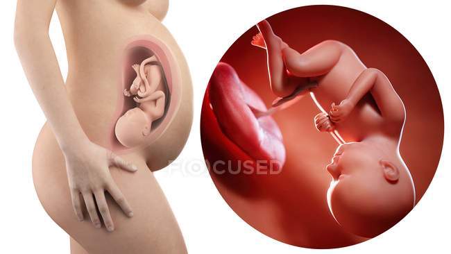 Ilustración de la silueta de la mujer embarazada y del feto de 37 semanas
. - foto de stock