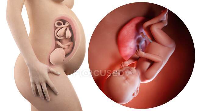 Ilustración de la silueta de la mujer embarazada y del feto de 38 semanas . - foto de stock