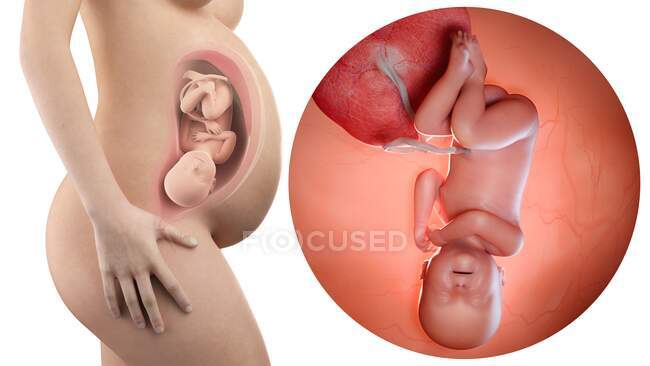 Illustration der Silhouette einer schwangeren Frau und eines 40 Wochen alten Fötus. — Stockfoto