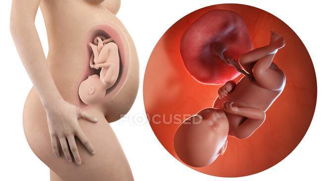 Illustration der Silhouette einer schwangeren Frau und eines 39 Wochen alten Fötus. — Stockfoto