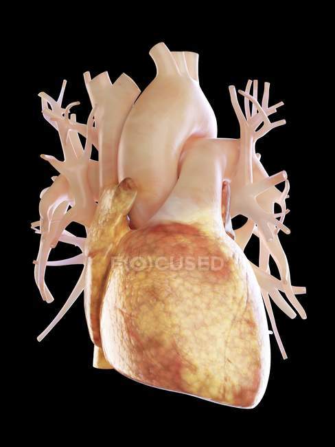 Ilustración de corazón graso sobre fondo negro
. - foto de stock