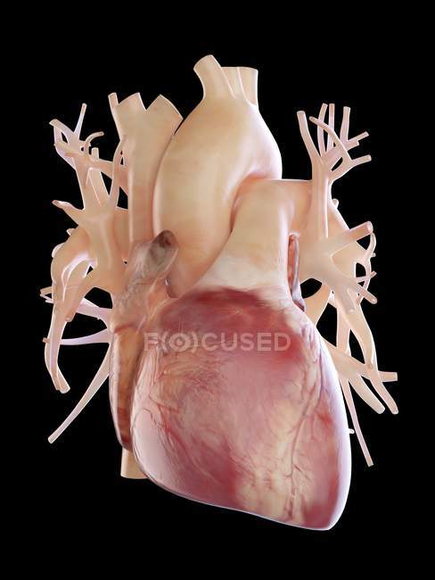 Ілюстрація людського серця на чорному тлі. — стокове фото