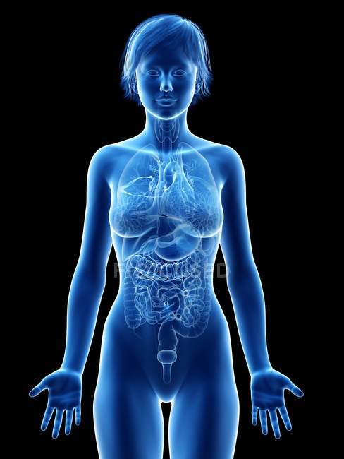 Ilustração de órgãos na silhueta do corpo feminino . — Fotografia de Stock