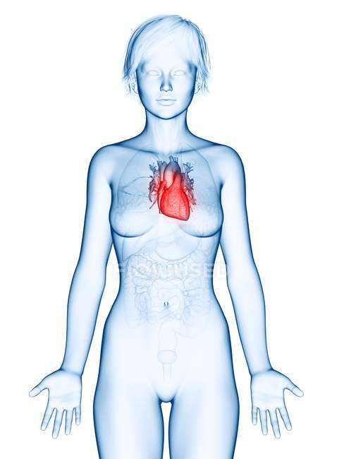 Illustration of heart in silhouette of female body. — Stock Photo