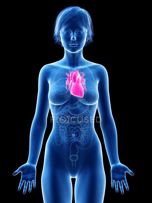 Darstellung des Herzens in der Silhouette des weiblichen Körpers. — Stockfoto